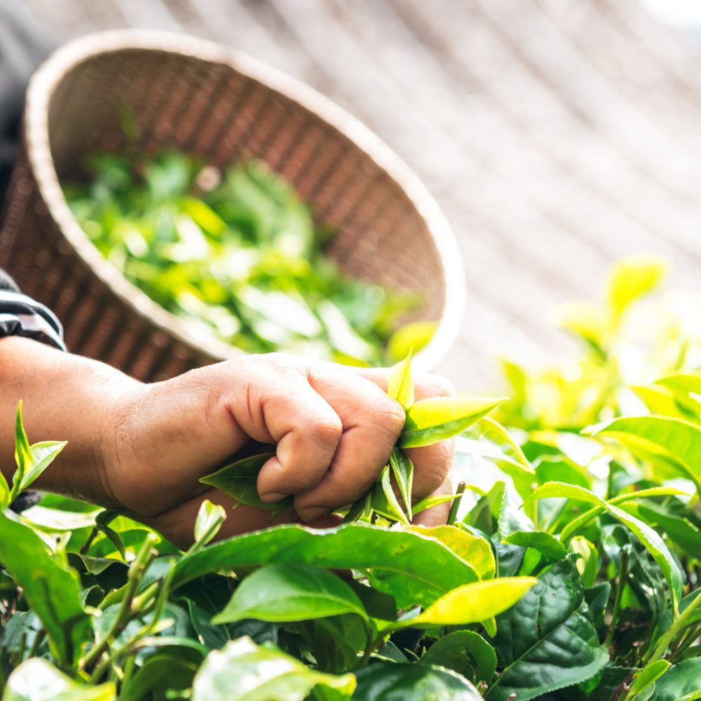 Ethical Tea Partnership